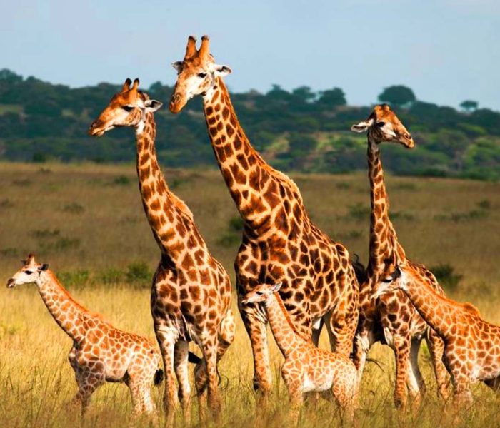 Arusha National Park Safari Arusha National Park Safari