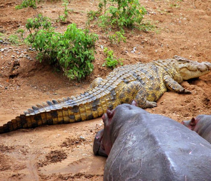 Best Selous Game Reserve safari3 Best Selous Game Reserve safari3