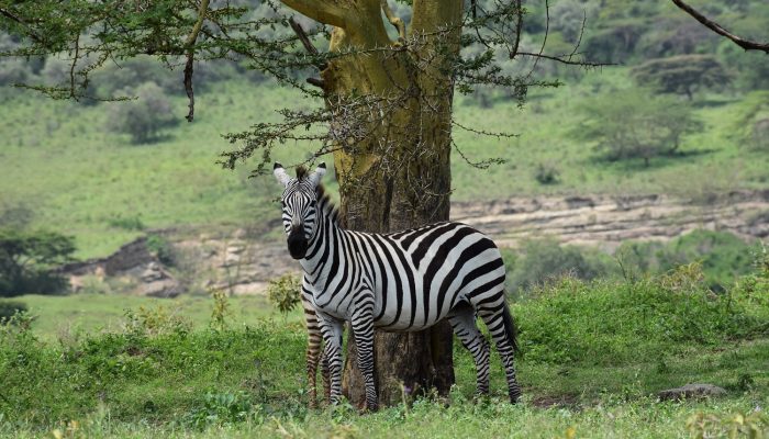Best of Kenya Tour Package Best of Kenya Tour Package