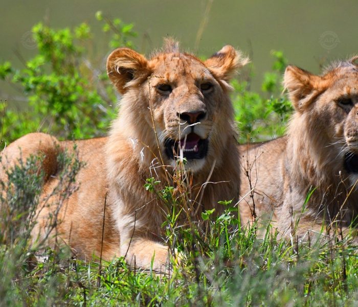 Best of Ngorongoro, Tarangire and Lake Manyara Safari2 Best of Ngorongoro, Tarangire and Lake Manyara Safari2