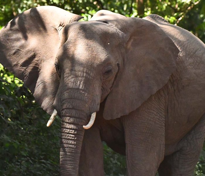 Best of Ngorongoro, Tarangire and Lake Manyara Safari4 Best of Ngorongoro, Tarangire and Lake Manyara Safari4