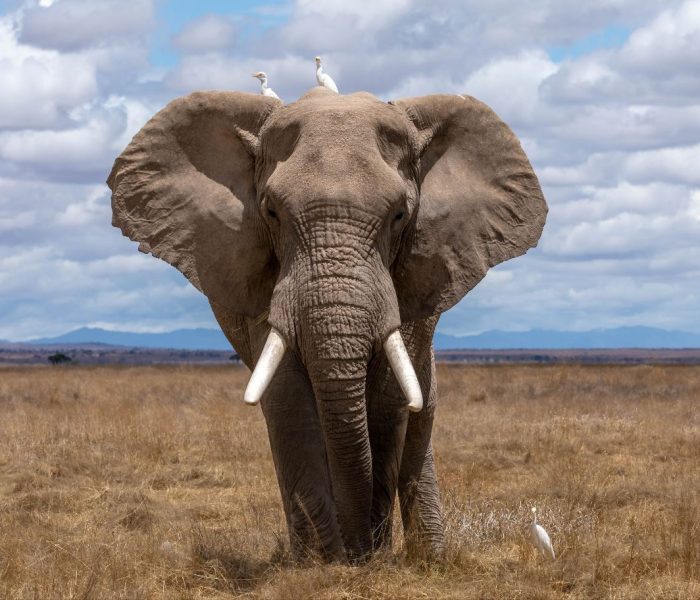Big 5 Group Joining Safari1