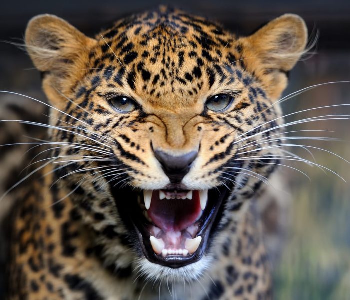 Big 5 Group Joining Safari5