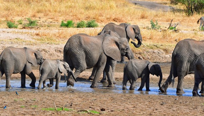 Elephant Safari Experience1 Elephant Safari Experience1