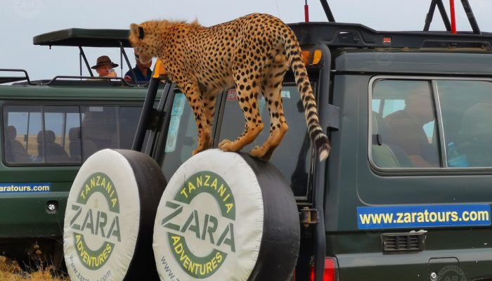 Ngorongoro Crater Safari3 Ngorongoro Crater Safari3