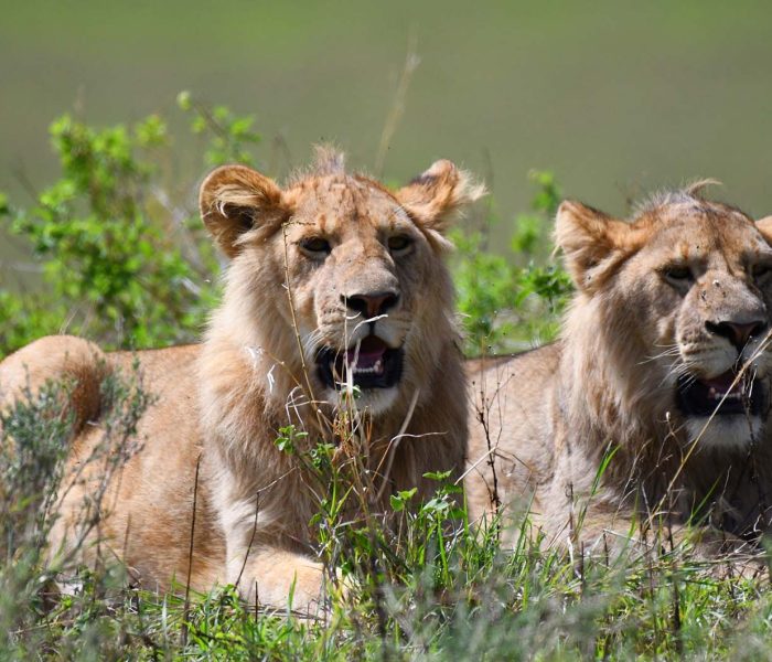 Ngorongoro Crater Safari4 Ngorongoro Crater Safari4