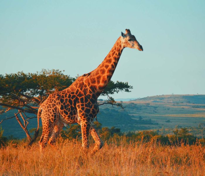 Serengeti Flying Safari2 Serengeti Flying Safari2