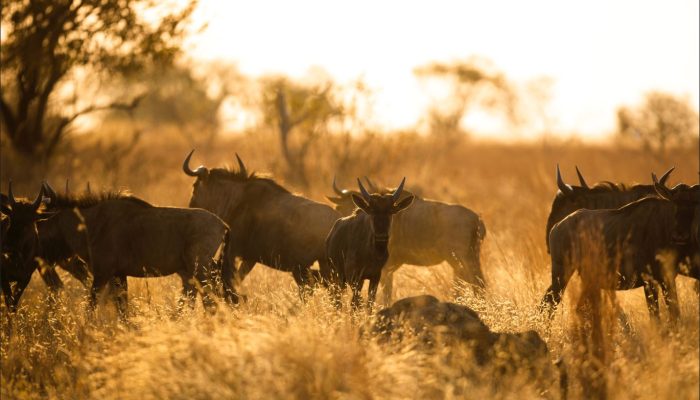 Wildebeest Migration Safari2 Wildebeest Migration Safari2