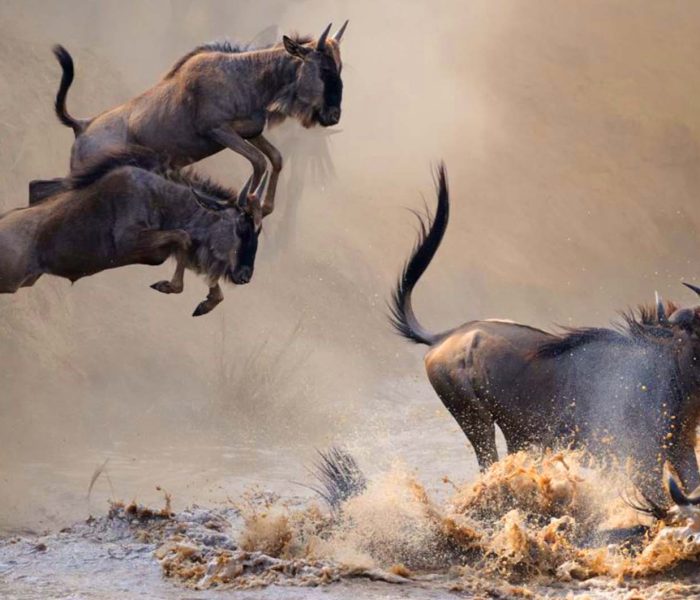 Wildebeest Migration Safari3 Wildebeest Migration Safari3