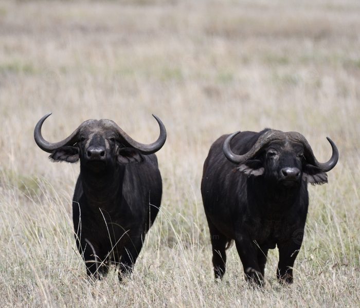 Wildebeest Migration Safari5 Wildebeest Migration Safari5