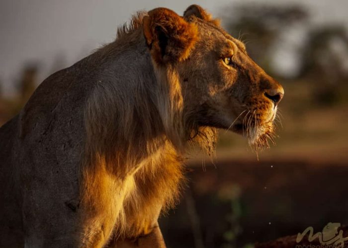 Zara Amboseli National Park Zara Amboseli National Park
