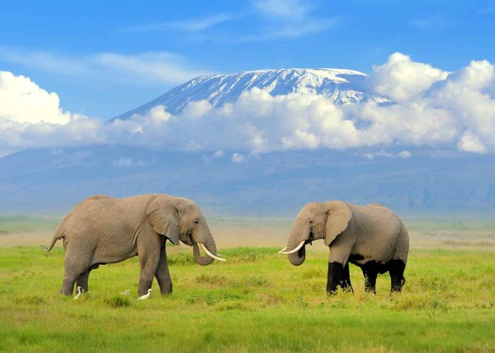 amboseli national park amboseli national park