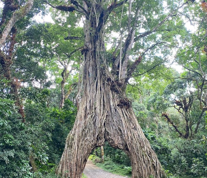 arusha national Park day tour arusha national Park day tour