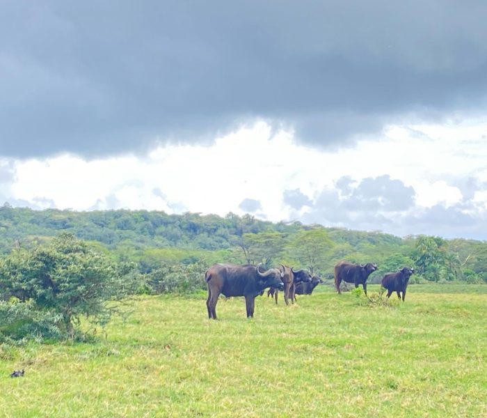 arusha park day trip arusha park day trip
