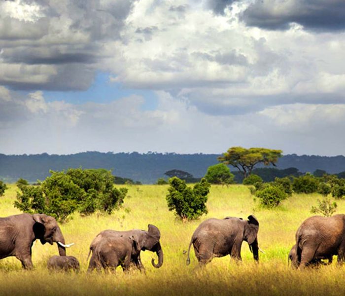 best Selous Game Reserve safari2 best Selous Game Reserve safari2