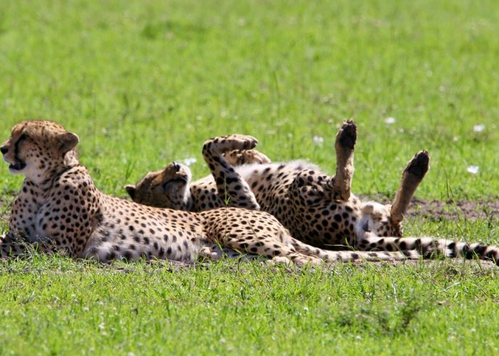 bush Safari in kenya bush Safari in kenya