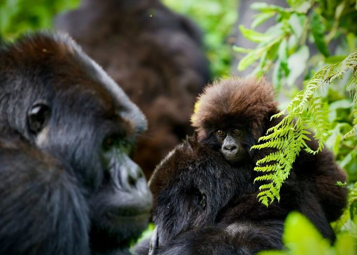 bwindi bwindi