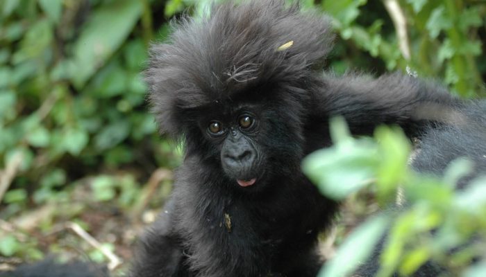 bwindi 00