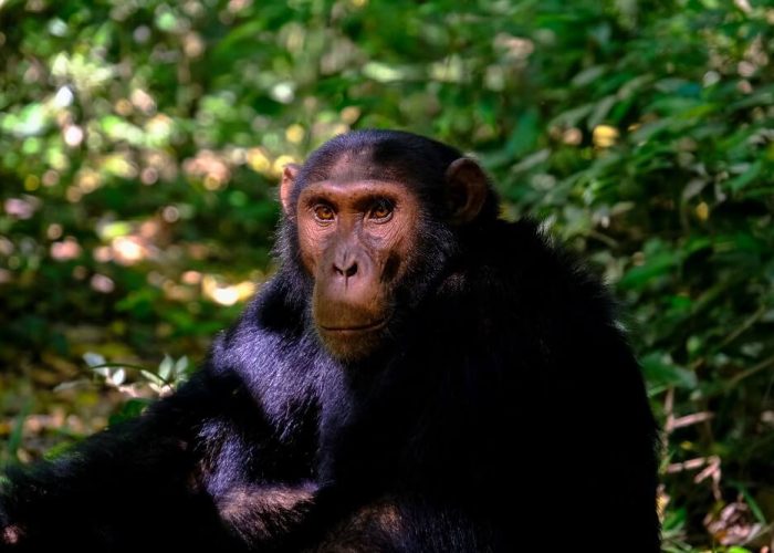 bwindi 03 bwindi 03