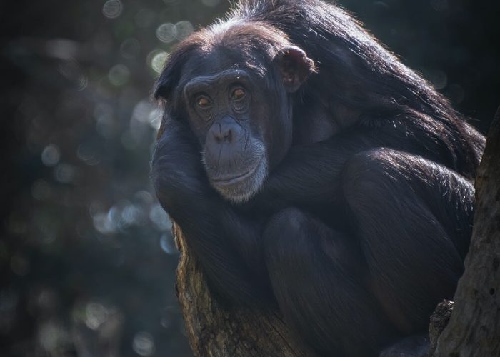 bwindi 04 bwindi 04