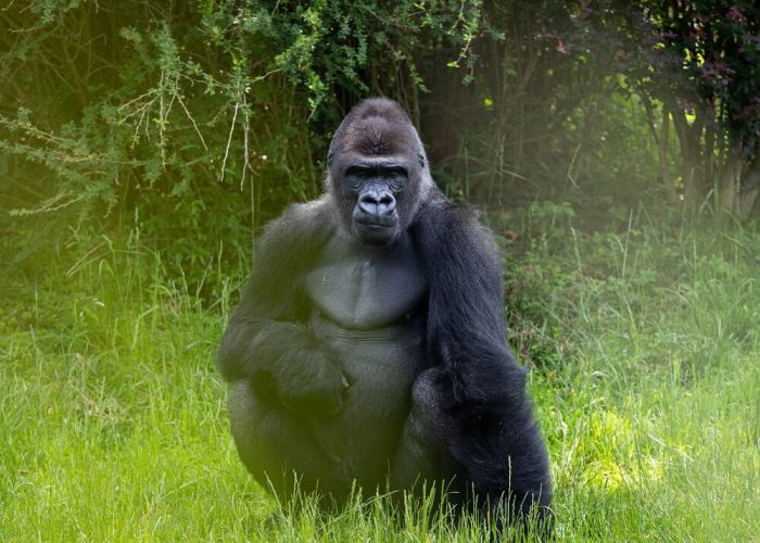 bwindi 2 bwindi 2