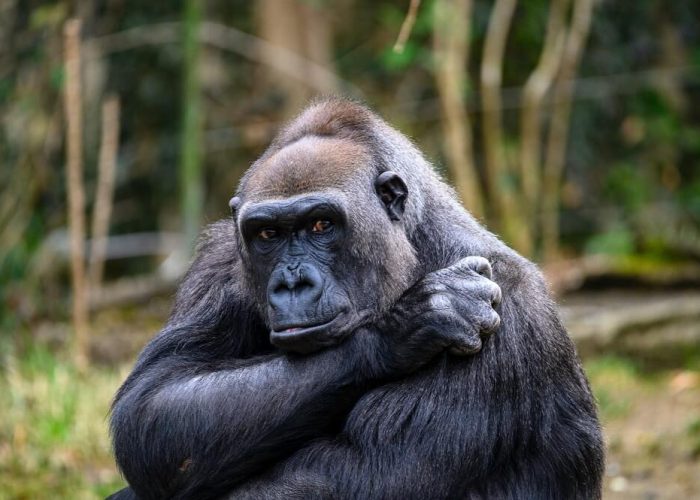 bwindi 4 bwindi 4