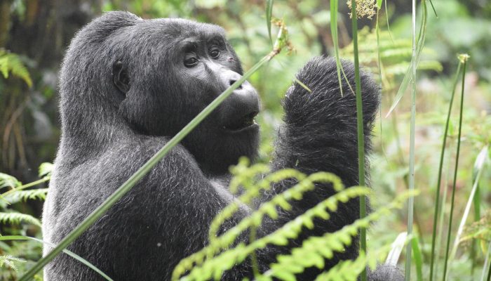 bwindi