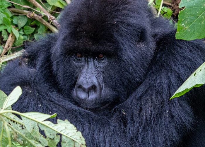 day rwanda 2