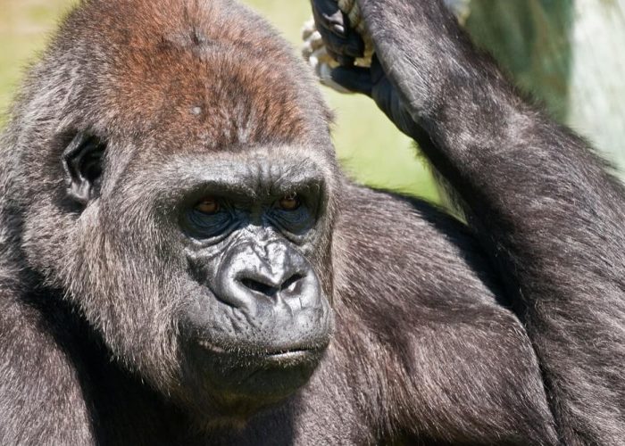 day rwanda 4