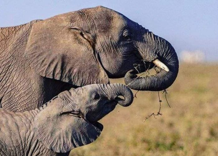 elphants elphants