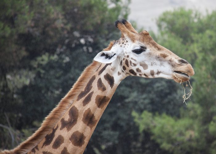 giraffee.pg giraffee.pg