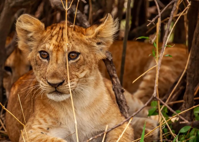 kenya lion kenya lion