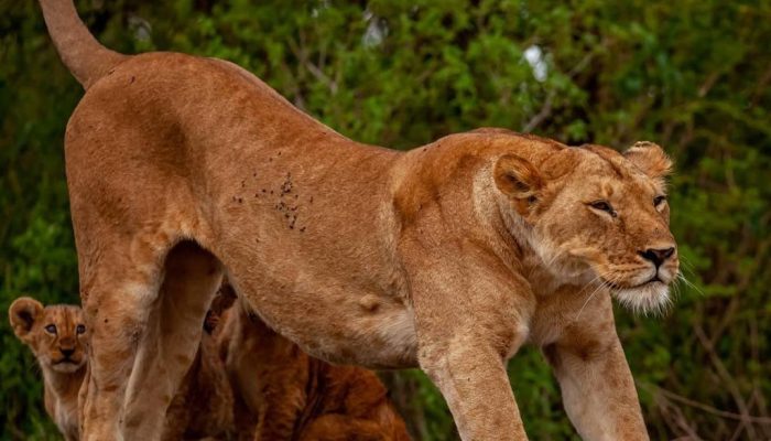 lion lion