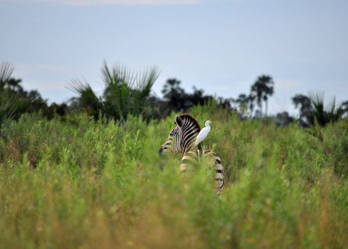 moremi national park moremi national park