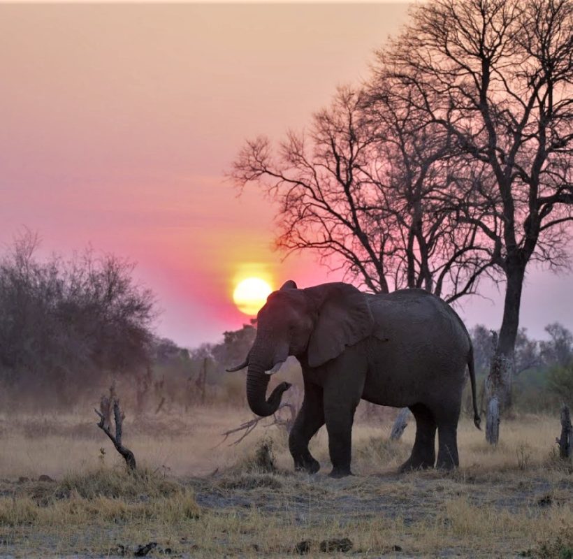 okango delta
