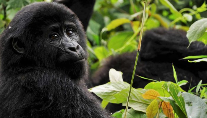 rwanda safari