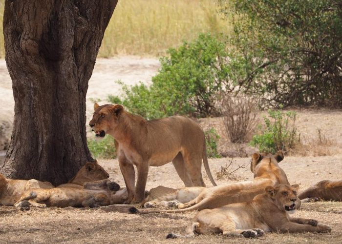 safari (4) safari (4)
