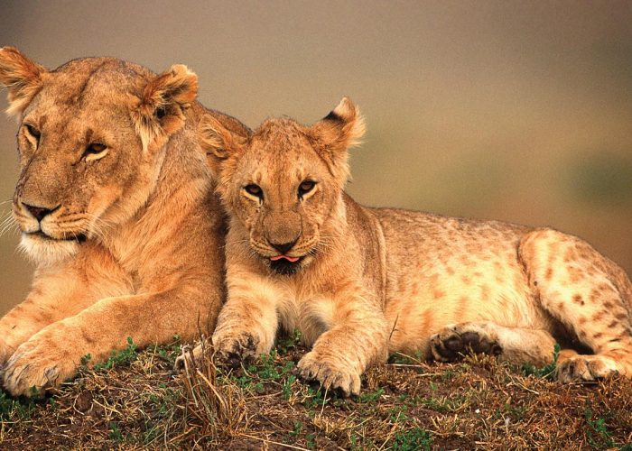 safari safari