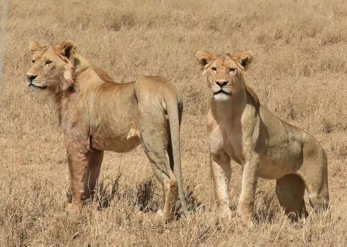 serengeti-lions serengeti-lions