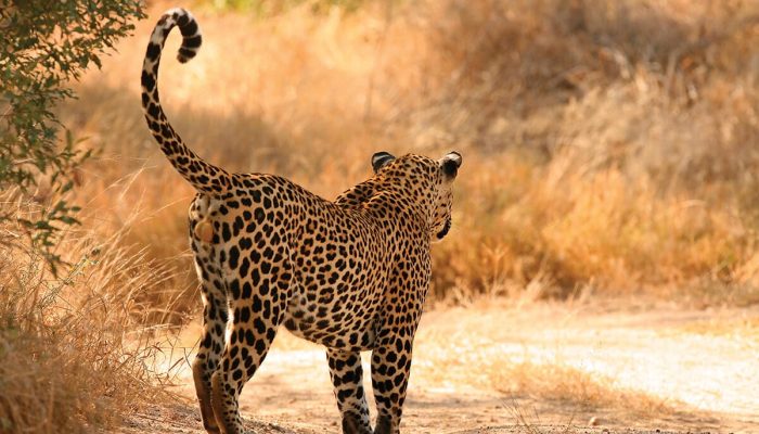 south africa