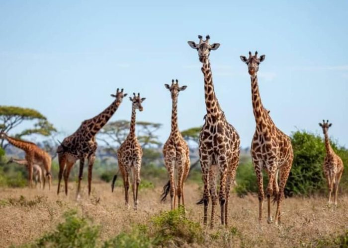 zara group girrafe zara group girrafe