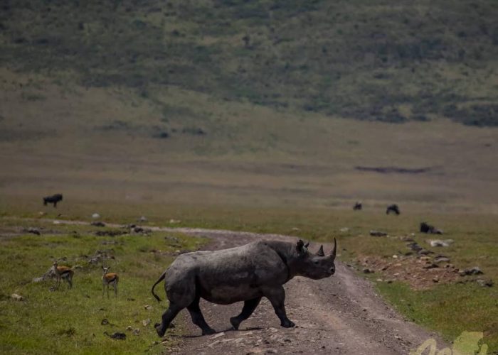 zara ngorongoro zara ngorongoro