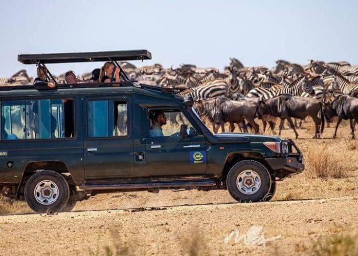 zara serengeti migration zara serengeti migration