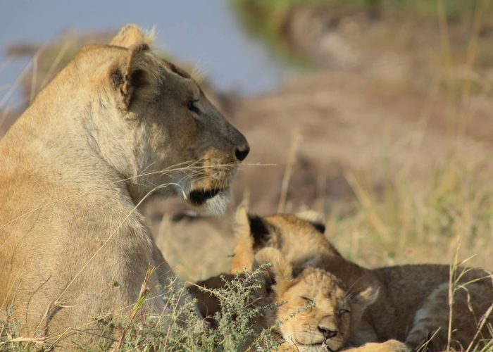 zara serengeti zara serengeti
