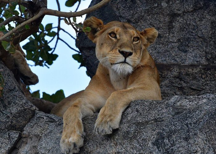 zara tree climb lion zara tree climb lion