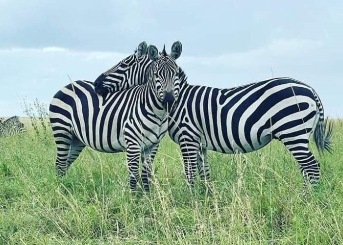 zebra (2) zebra (2)